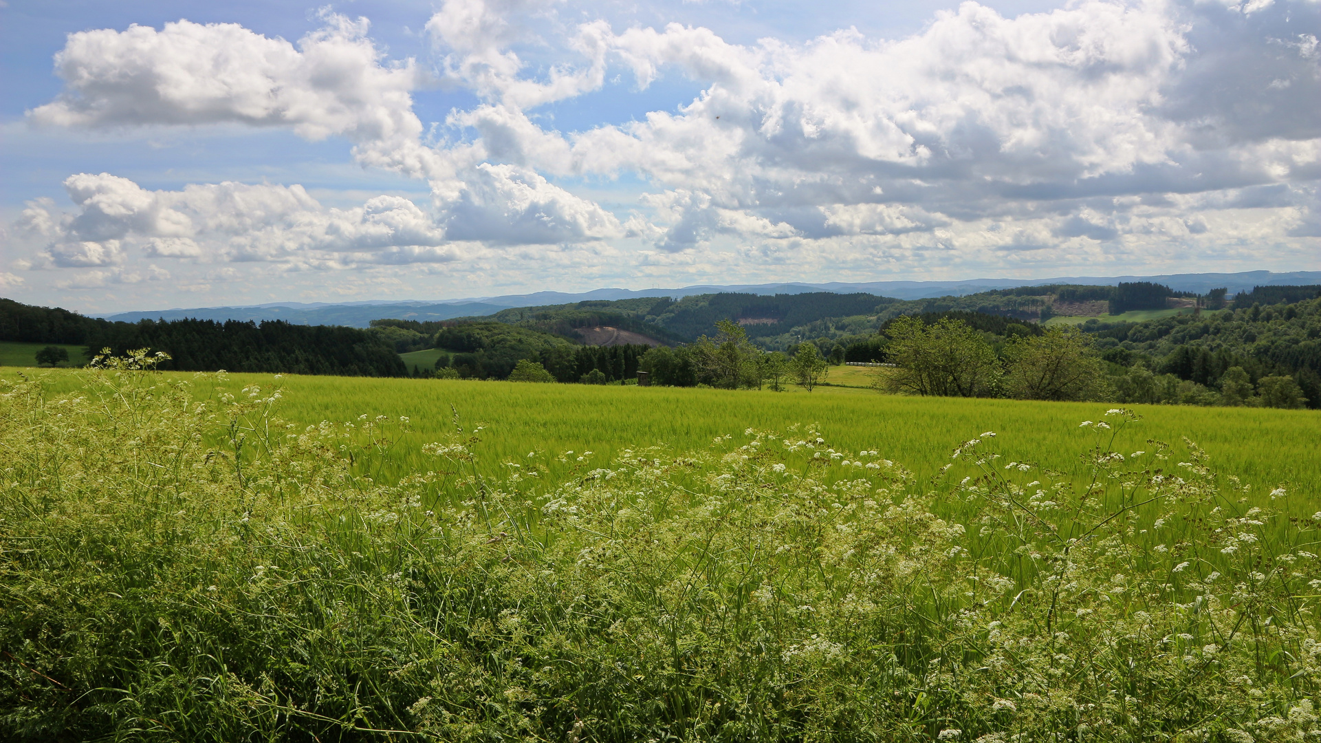 Mittelgebirge, Sauerland (2021_06_20_6822_EOS 100D_ji)