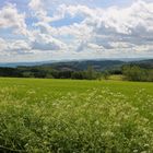 Mittelgebirge, Sauerland (2021_06_20_6822_EOS 100D_ji)