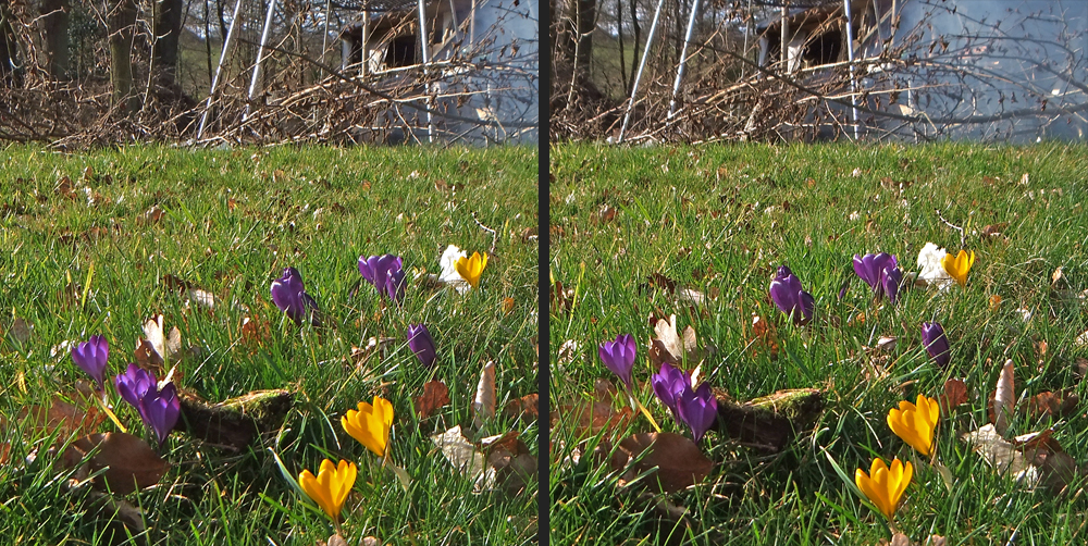 Mittelgebirgsnordhang-Krokusblüte