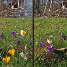 Mittelgebirgsnordhang-Krokusblüte