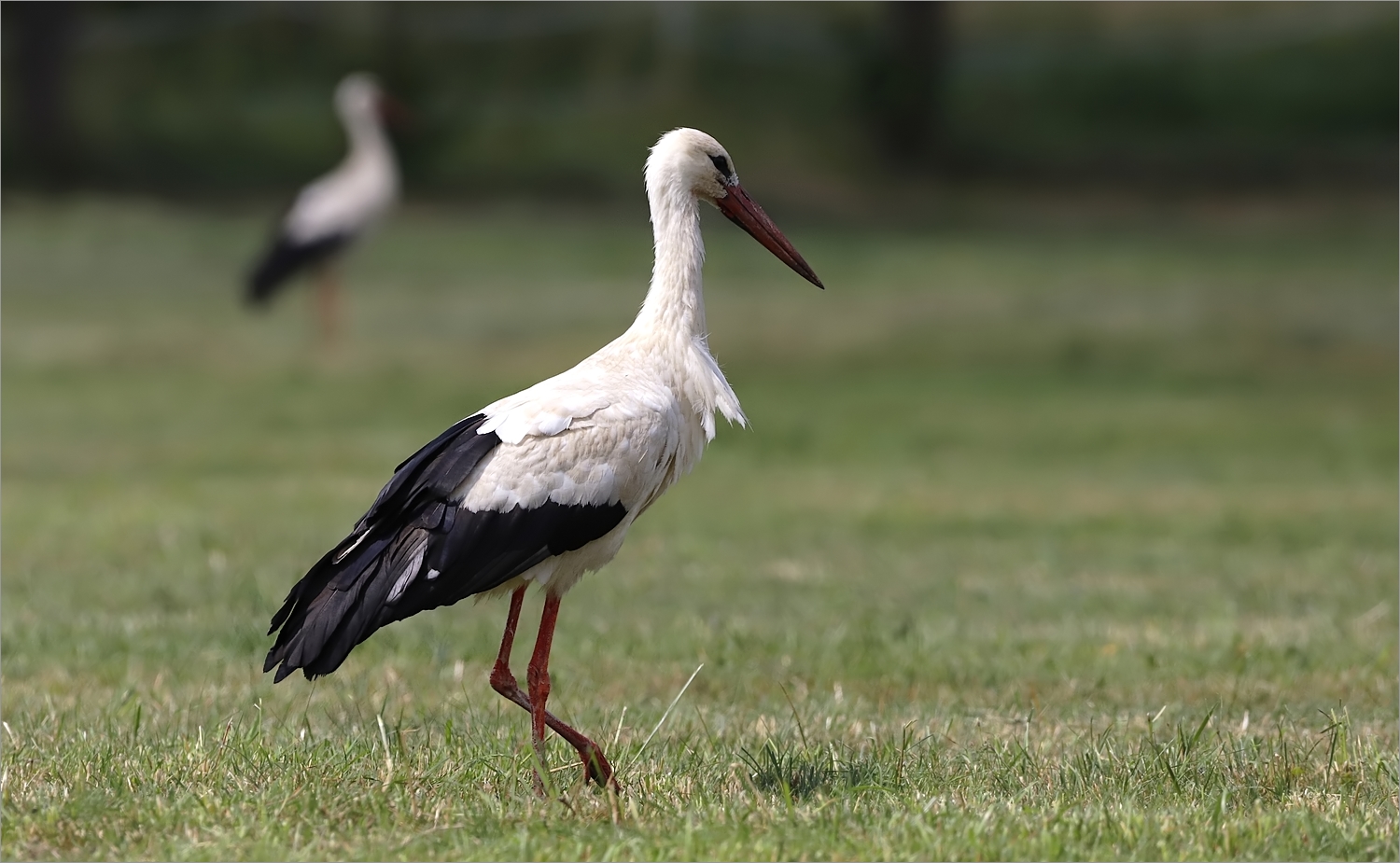 Mittelgebirgsstorch