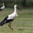 Mittelgebirgsstorch