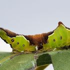 Mittelgroße Raupe des weißen Gabelschwanz ... 