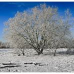 Mittellandkanal Winterlandschaft Januar 2010