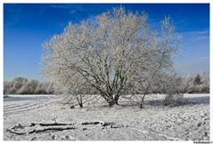 Mittellandkanal Winterlandschaft Januar 2010