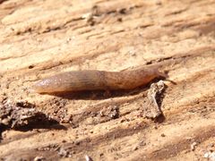 Mittelmeer-Ackerschnecke (Deroceras invadens)