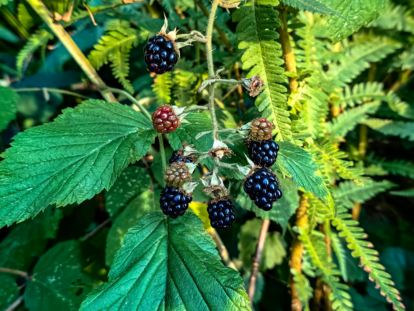 Mittelmeer Brombeere eine art der Rubus