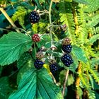 Mittelmeer Brombeere eine art der Rubus