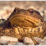 Mittelmeer-Erdkröte (Bufo bufo spinosus)