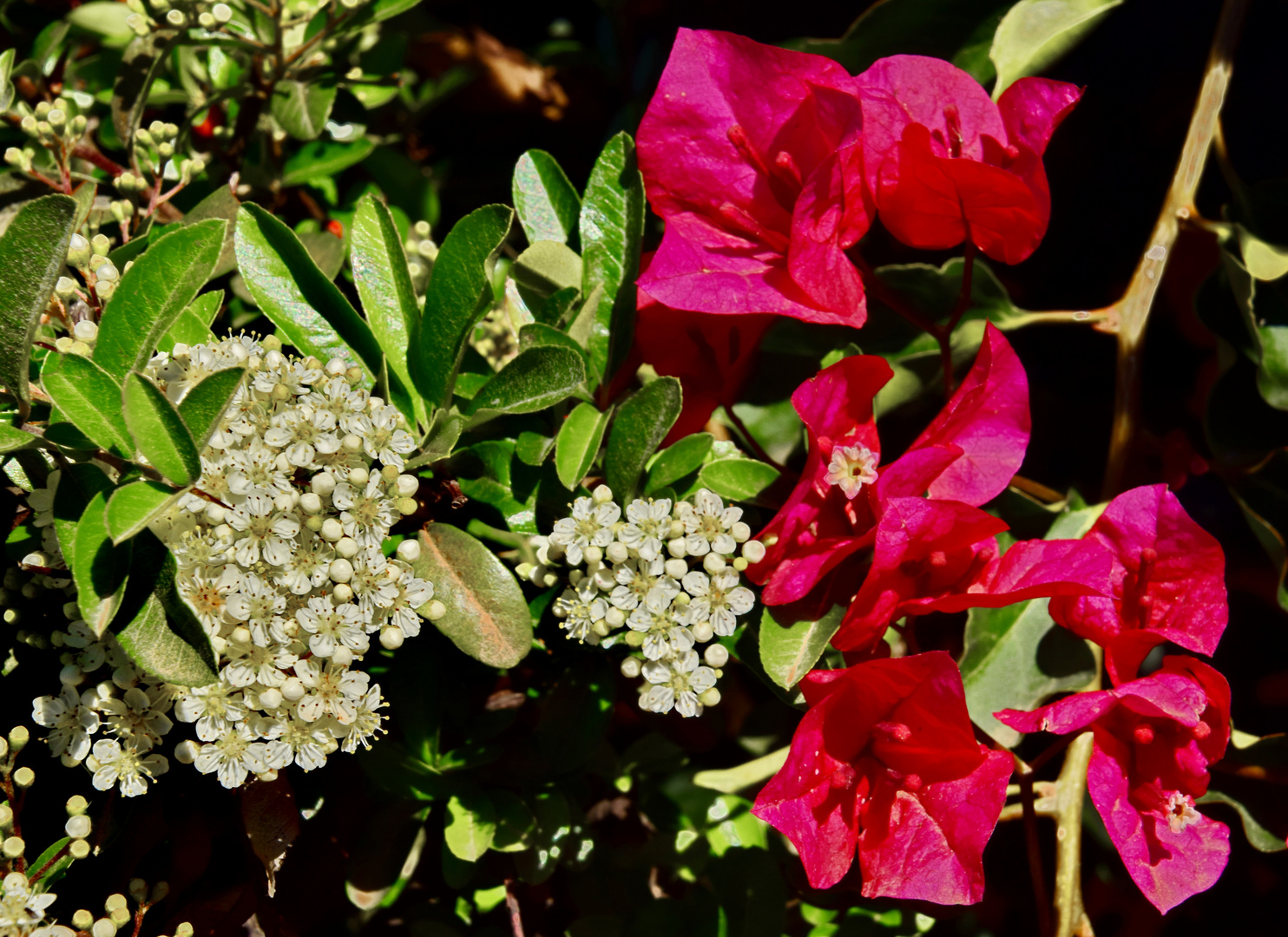 Mittelmeer Feuerdorn & Bougainvillea