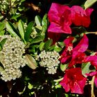 Mittelmeer Feuerdorn & Bougainvillea