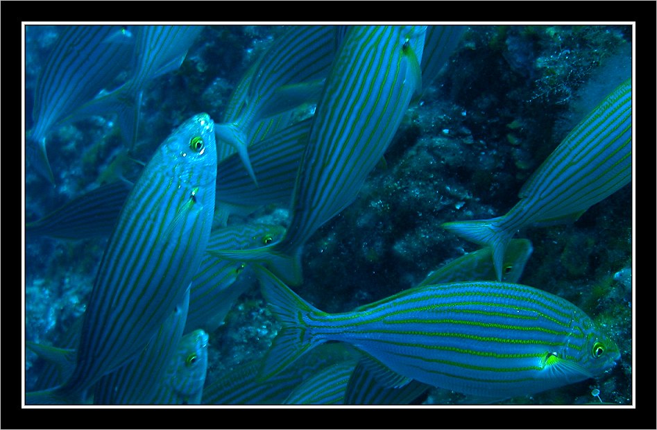 Mittelmeer Goldstriemen (Sarpa salpa)