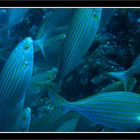 Mittelmeer Goldstriemen (Sarpa salpa)