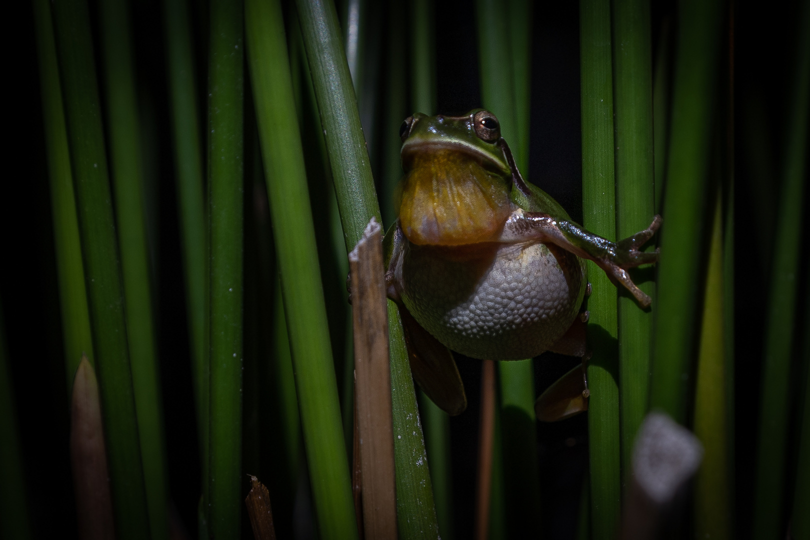 Mittelmeer Laubfrosch