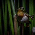 Mittelmeer Laubfrosch