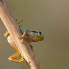 Mittelmeer-Laubfrosch (Hyla meridionalis)