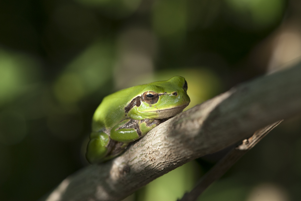 Mittelmeer-Laubfrosch - Hyla meridionalis