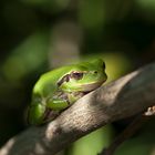 Mittelmeer-Laubfrosch - Hyla meridionalis