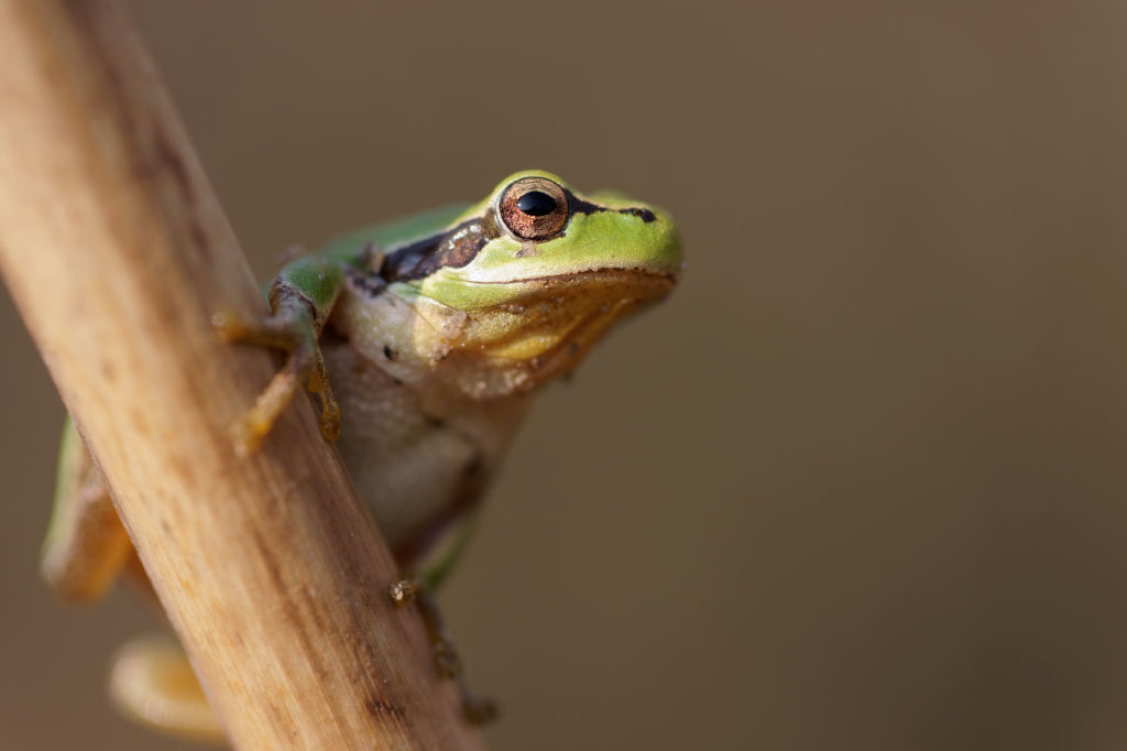 Mittelmeer-Laubfrosch (Hyla meridionalis) II