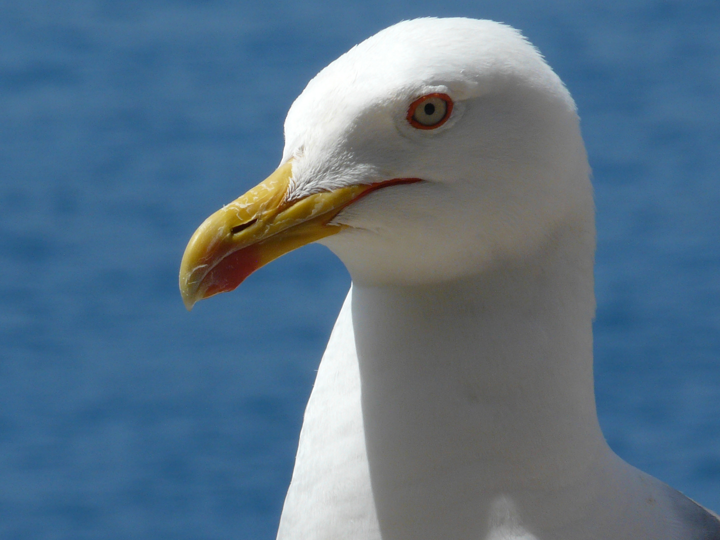 Mittelmeer-Möwe hautnah - Bin ich nicht fotogen?