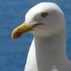 Mittelmeer-Möwe hautnah - Bin ich nicht fotogen?