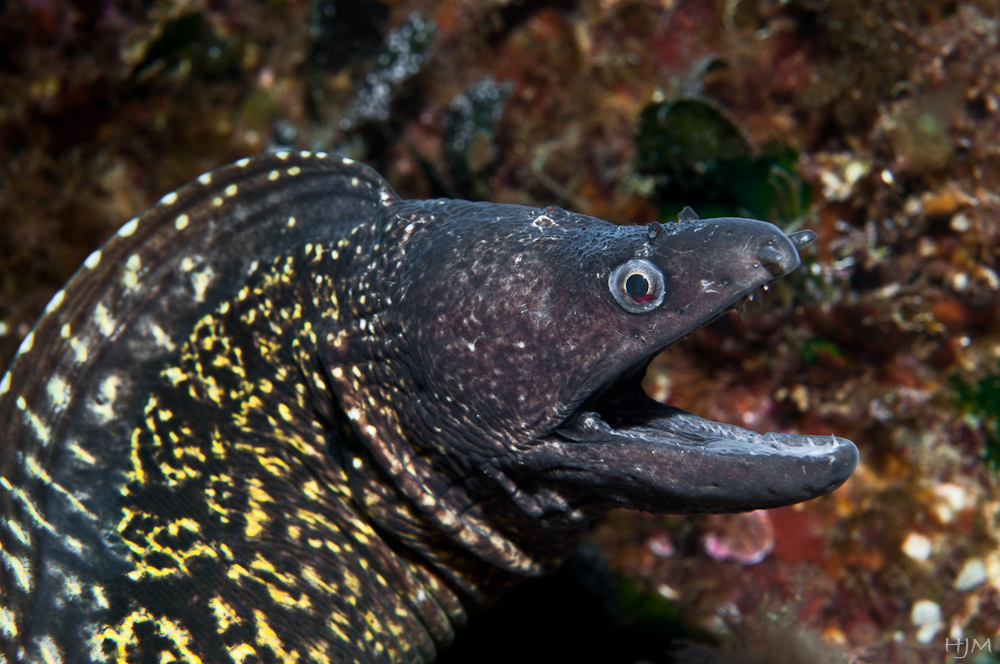 MittelmeerMuräne Foto & Bild natur, unterwasser, muräne Bilder auf