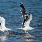 Mittelmeer- und Mantelmöwe heben ab