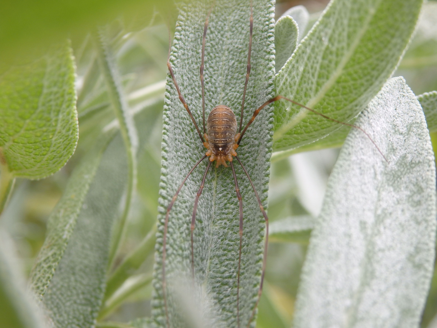 Mittelmeer-Weberknecht (Opilio canestrinii) auf Salbei