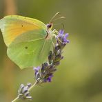 Mittelmeer-Zitronenfalter (Gonepteryx cleopatra)