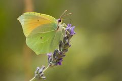 Mittelmeer-Zitronenfalter (Gonepteryx cleopatra)