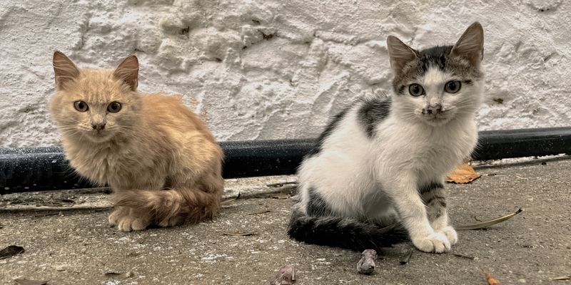 MittelMeerKatzen #07