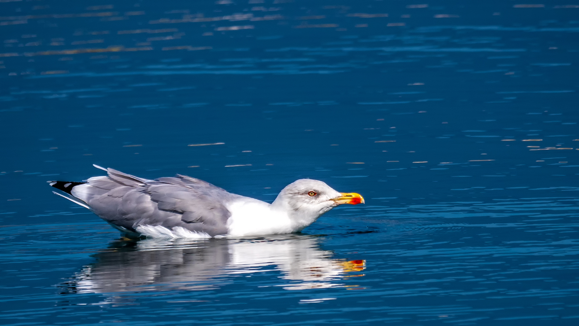 Mittelmeermöve (Larus michahellis)