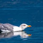 Mittelmeermöve (Larus michahellis)