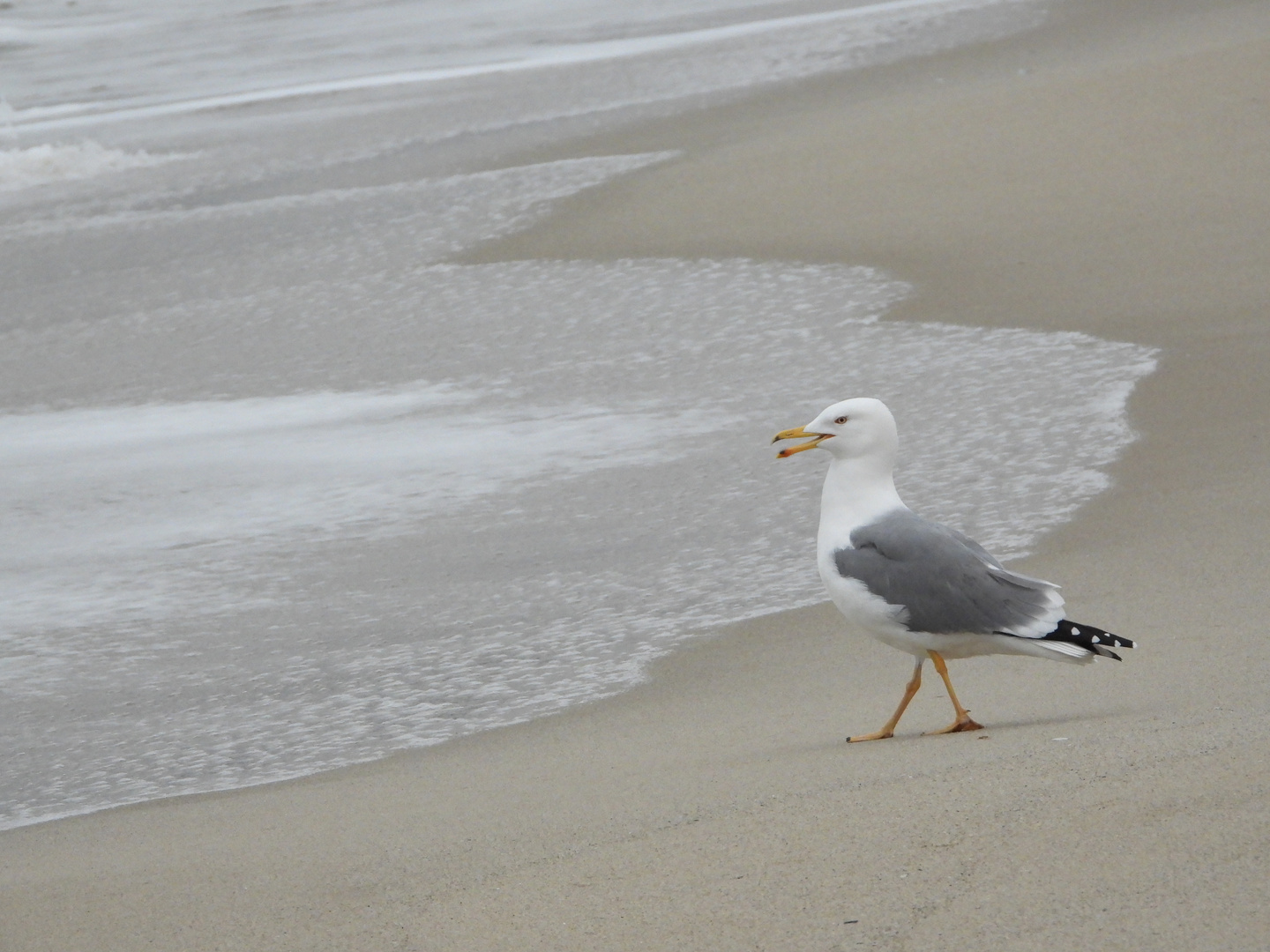 Mittelmeermöwe am Schwarzen Meer