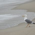 Mittelmeermöwe am Schwarzen Meer