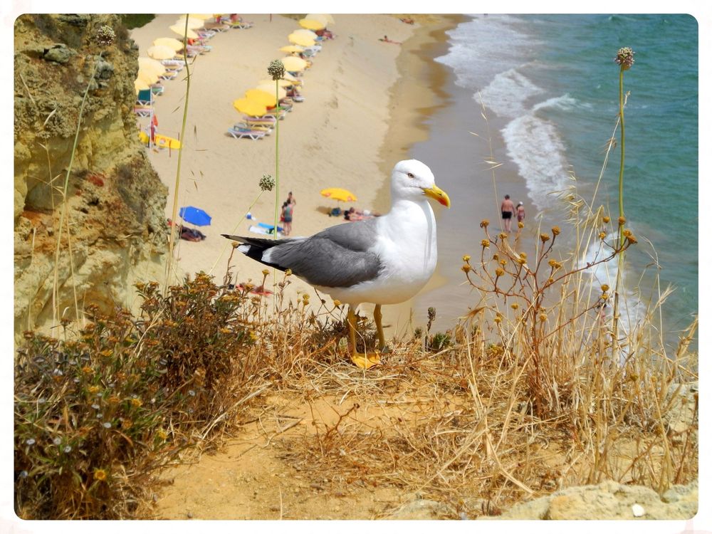 Mittelmeermöwe an der Praia da Rocha