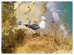 Mittelmeermöwe an der Praia da Rocha