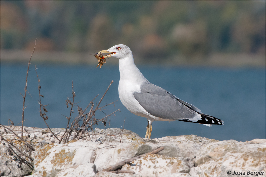 Mittelmeermöwe