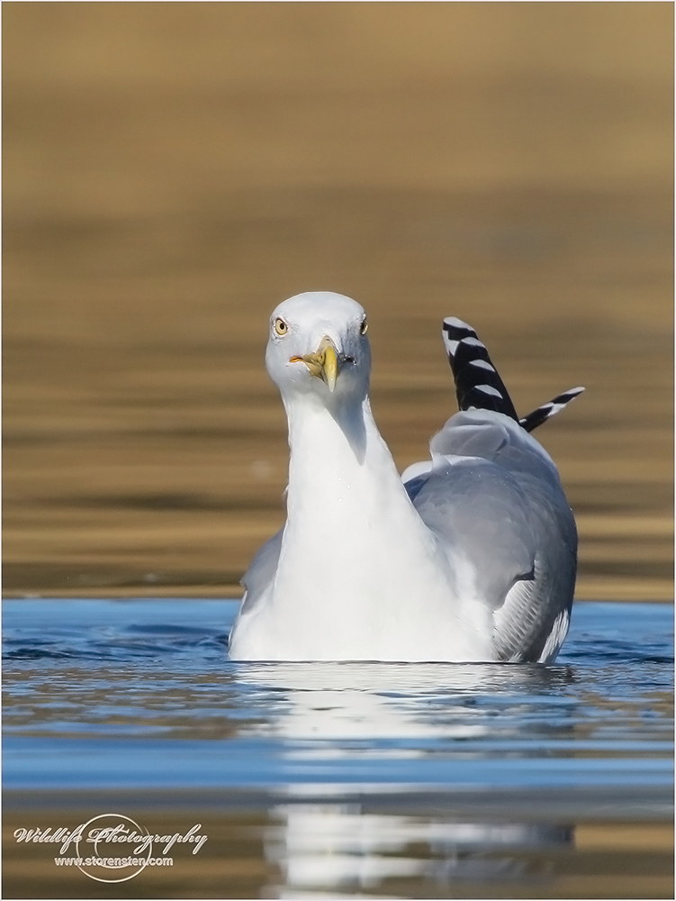 Mittelmeermöwe