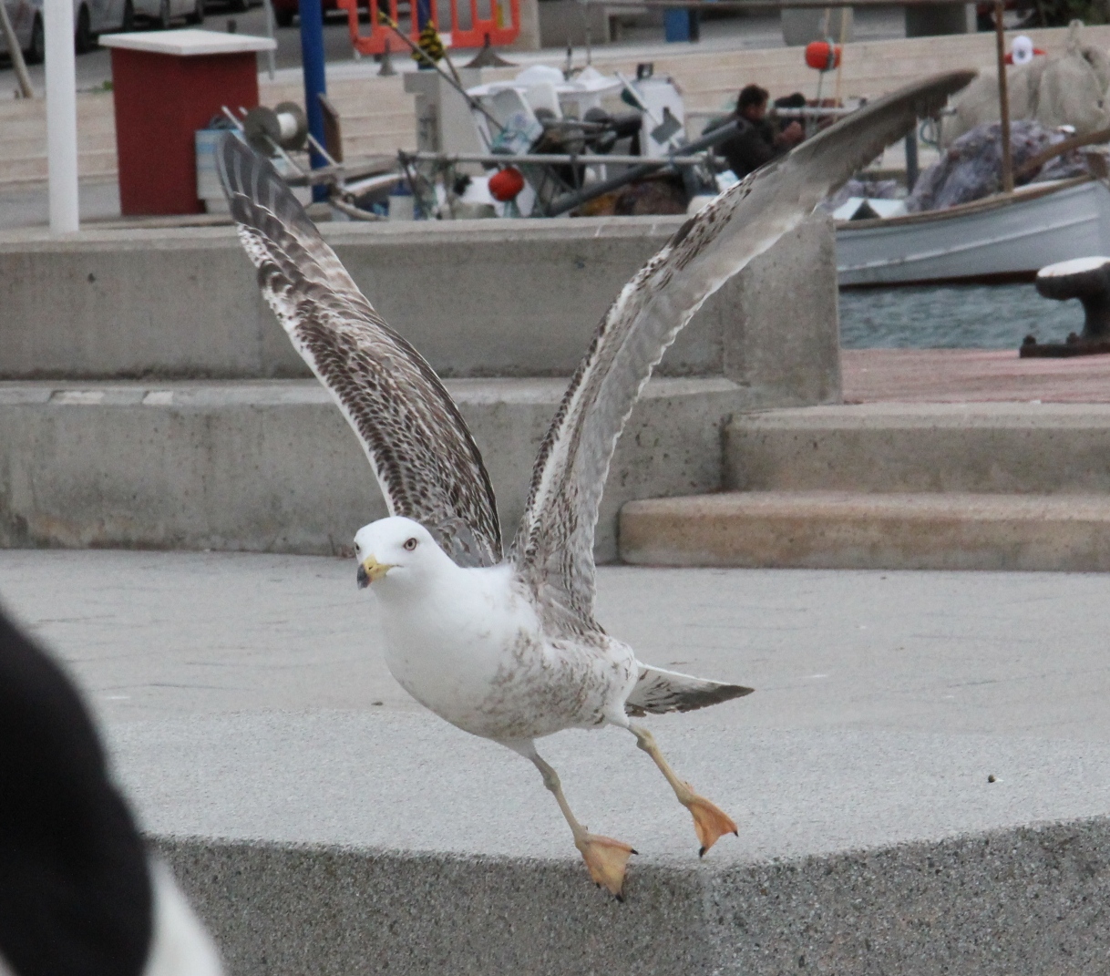 Mittelmeermöwe im Abflug