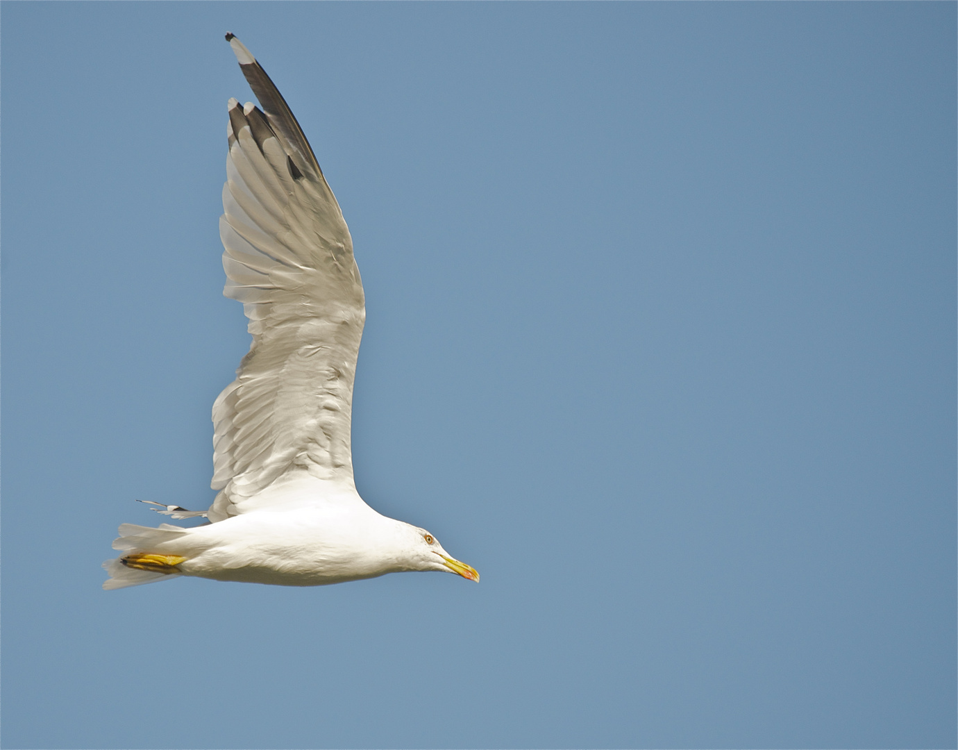 Mittelmeermöwe im Flug