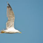 Mittelmeermöwe im Flug