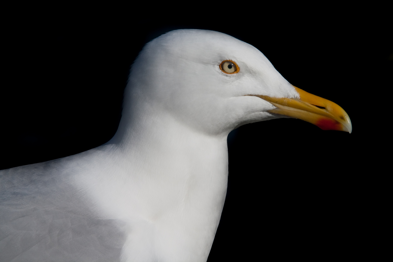 Mittelmeermöwe in Warnemünde