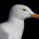 Mittelmeermöwe in Warnemünde