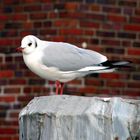 Mittelmeermöwe (Larus michahellis)