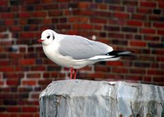 Mittelmeermöwe (Larus michahellis)