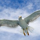 Mittelmeermöwe (Larus michahellis) 2