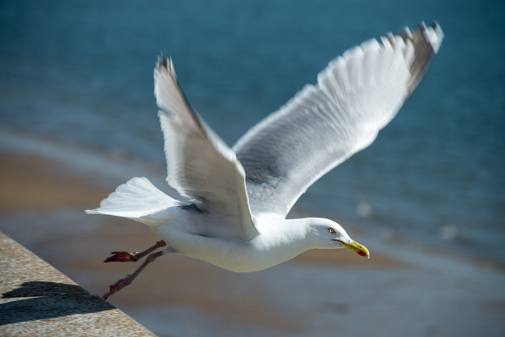 Mittelmeermöwe (Larus michahellis)