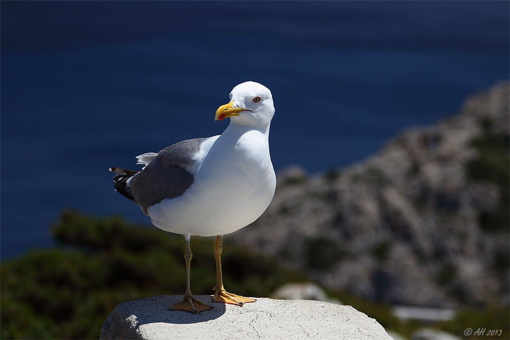 Mittelmeermöwe (Larus michahellis)