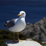 Mittelmeermöwe (Larus michahellis)